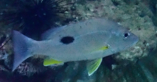 Click to View Ehrenberg's Snapper<br><span style='font-size:12px'><i>Dave & Rose</i></span>