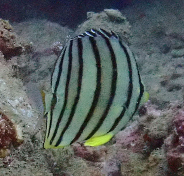 Click to View Eight-banded Butterflyfish<br><span style='font-size:12px'><i>Dave & Rose</i></span>