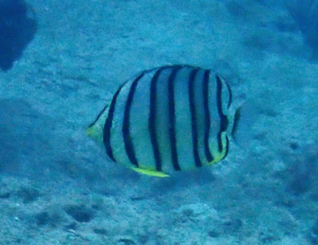 Click to View Eight-banded Butterflyfish<br><span style='font-size:12px'><i>Dave & Rose</i></span>