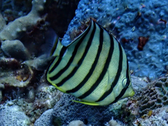 Eight-banded Butterflyfish<br><span style='font-size:12px'><i>Dave & Rose</i>&nbsp&nbspPhilippines&nbsp&nbsp2nd May 2026</span>