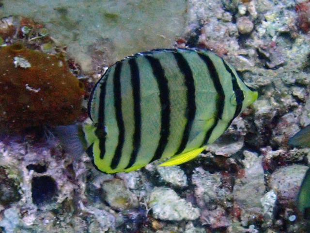 Click to View Eight-banded Butterflyfish<br><span style='font-size:12px'><i>Dave & Rose</i></span>