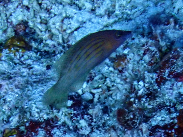 Eightline Wrasse Eightline Wrasse<br><span style='font-size:12px'><i>Dave & Rose</i>  Philippines  29th Apr 2026</span>
