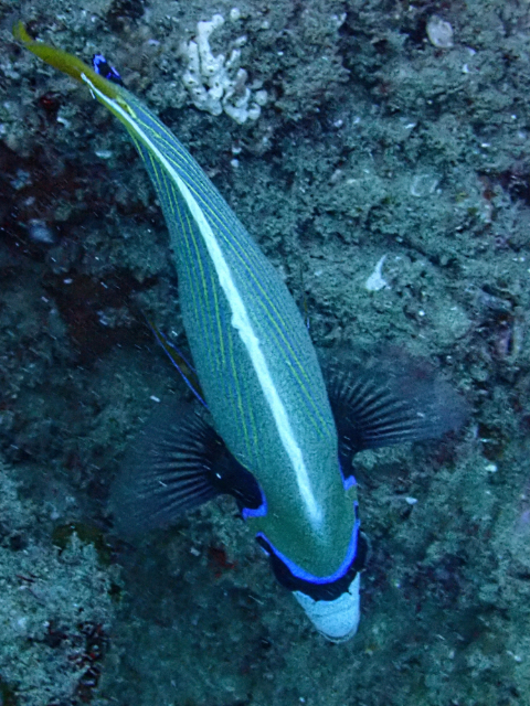 Click to View Emperor Angelfish<br><span style='font-size:12px'><i>Dave & Rose</i></span>