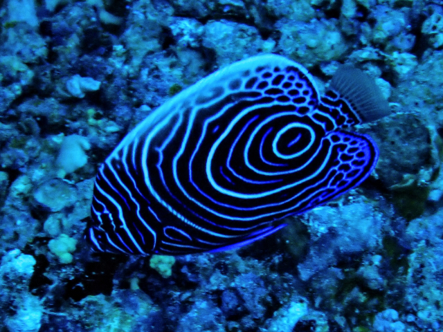 Click to View Emperor Angelfish<br><span style='font-size:12px'><i>Dave & Rose</i></span>