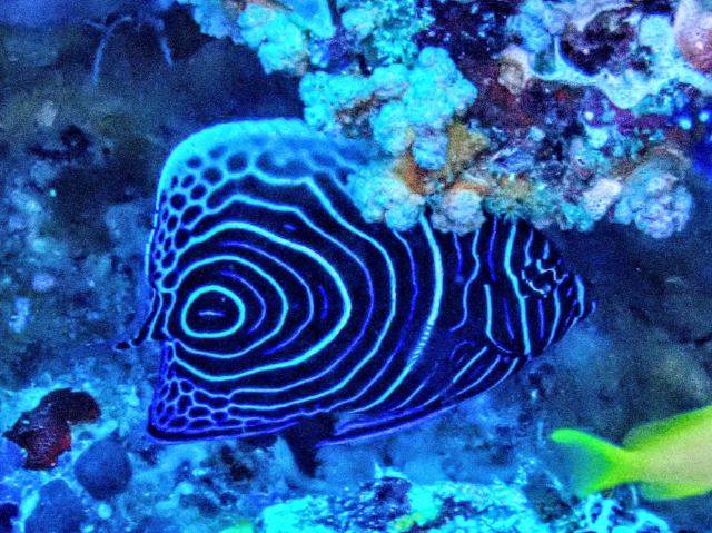 Click to View Emperor Angelfish<br><span style='font-size:12px'><i>Dave & Rose</i></span>