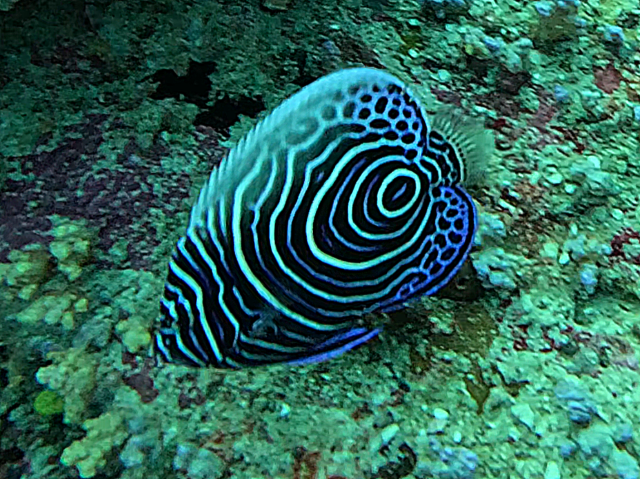 Click to View Emperor Angelfish - juvenile<br><span style='font-size:12px'><i>Dave & Rose</i></span>