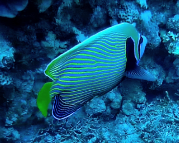 Click to View Emperor Angelfish<br><span style='font-size:12px'><i>Dave & Rose</i></span>