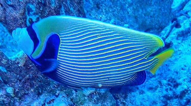 Click to View Emperor Angelfish<br><span style='font-size:12px'><i>Dave & Rose</i></span>