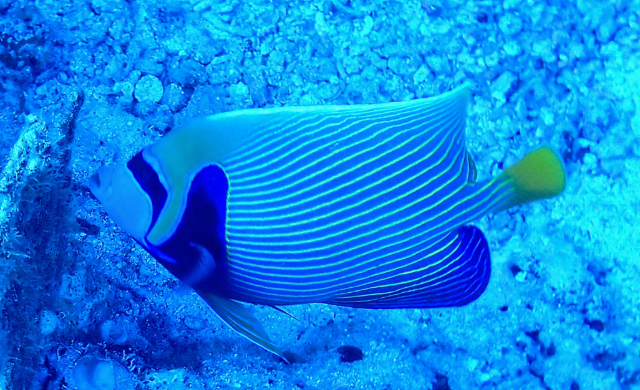 Click to View Emperor Angelfish<br><span style='font-size:12px'><i>Dave & Rose</i></span>