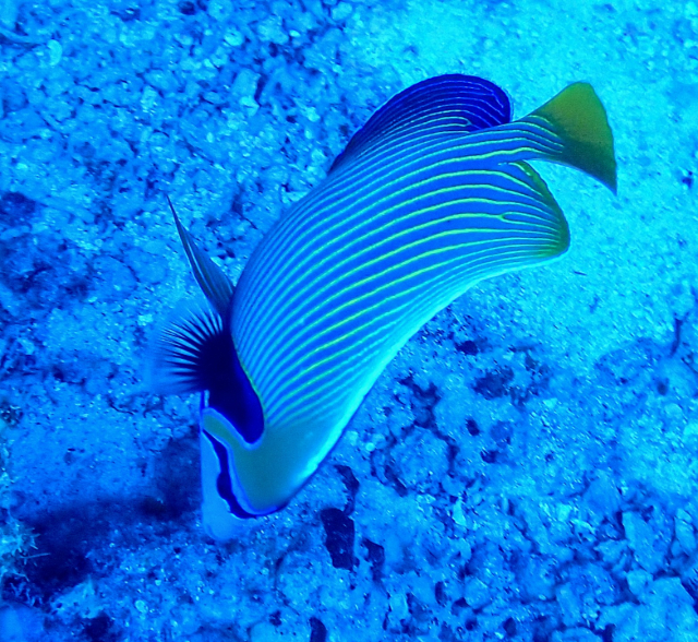 Click to View Emperor Angelfish<br><span style='font-size:12px'><i>Dave & Rose</i></span>