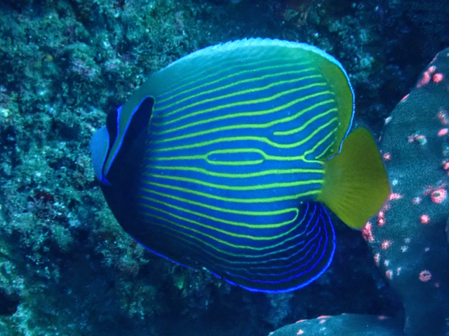 Click to View Emperor Angelfish - juvenile<br><span style='font-size:12px'><i>Dave & Rose</i></span>