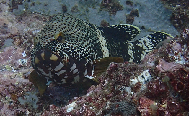 Click to View Epaulet Grouper<br><span style='font-size:12px'><i>Dave & Rose</i></span>