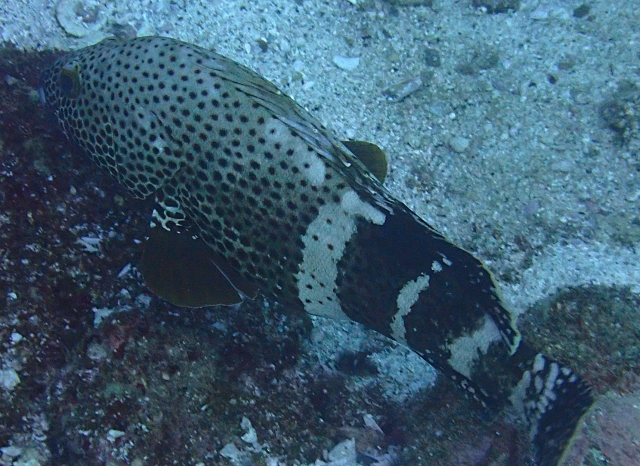 Click to View Epaulet Grouper<br><span style='font-size:12px'><i>Dave & Rose</i></span>