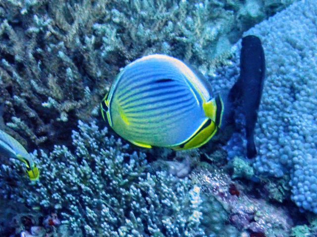 Click to View Exquisite Butterflyfish<br><span style='font-size:12px'><i>Dave & Rose</i></span>