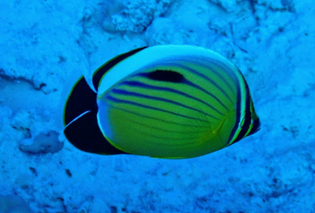 Click to View Exquisite Butterflyfish<br><span style='font-size:12px'><i>Dave & Rose</i></span>