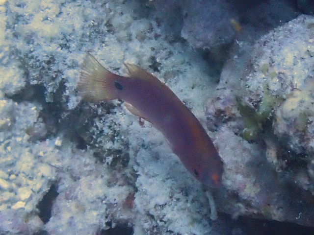 Exquisite Wrasse - juvenile<br><span style='font-size:12px'><i>Dave & Rose</i></span>