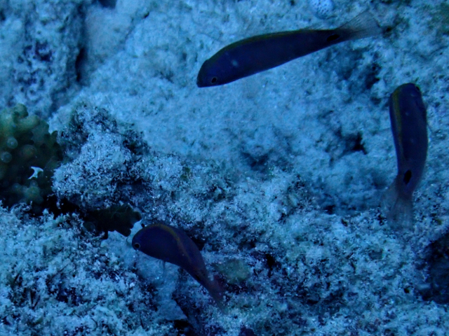 Exquisite Wrasse - juveniles<br><span style='font-size:12px'><i>Dave & Rose</i></span>