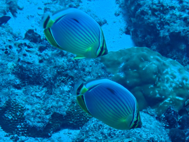 Click to View Exquisite Butterflyfish<br><span style='font-size:12px'><i>Dave & Rose</i></span>