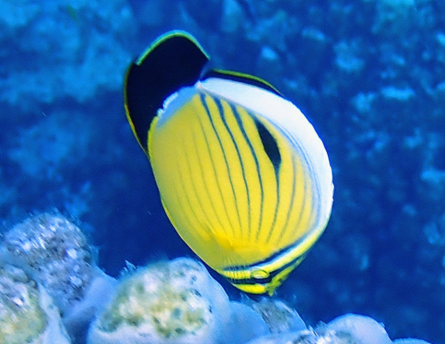 Click to View Exquisite Butterflyfish<br><span style='font-size:12px'><i>Dave & Rose</i></span>
