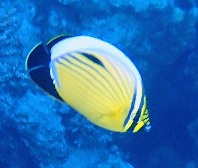 Click to View Exquisite Butterflyfish<br><span style='font-size:12px'><i>Dave & Rose</i></span>