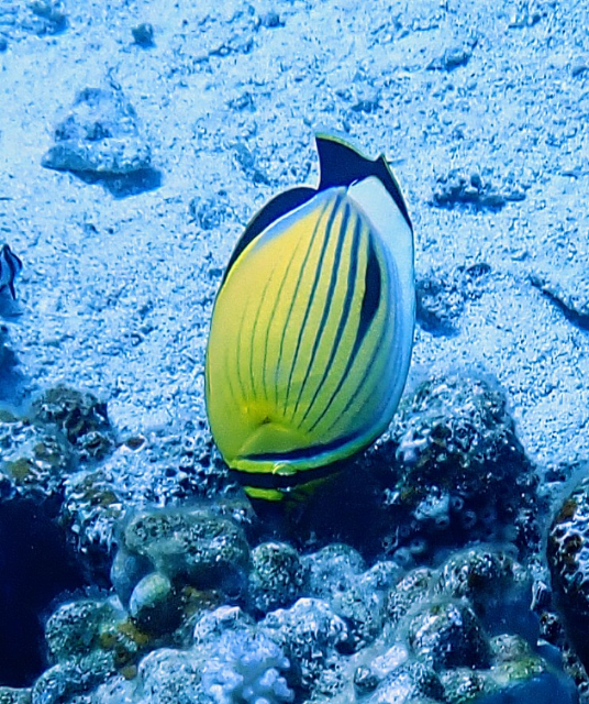Click to View Exquisite Butterflyfish<br><span style='font-size:12px'><i>Dave & Rose</i></span>