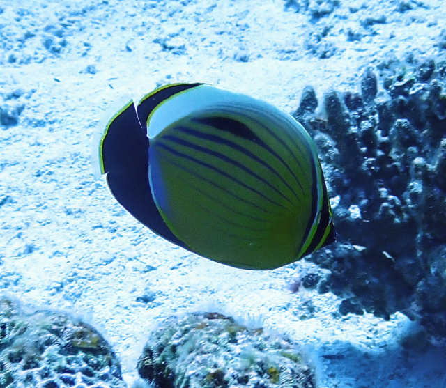 Click to View Exquisite Butterflyfish<br><span style='font-size:12px'><i>Dave & Rose</i></span>