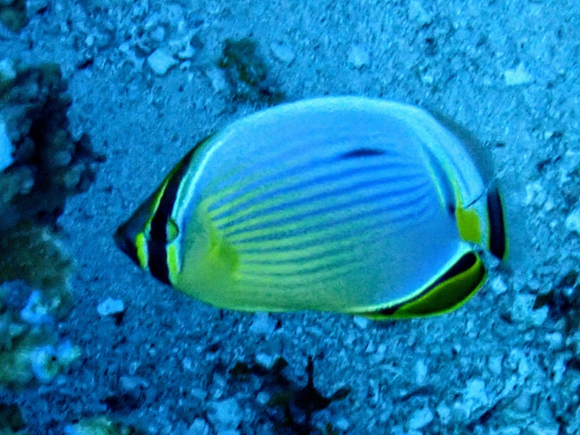 Click to View Exquisite Butterflyfish<br><span style='font-size:12px'><i>Dave & Rose</i></span>