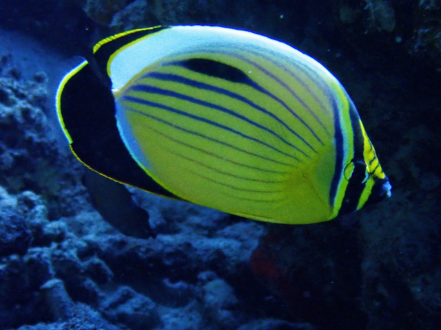 Click to View Exquisite Butterflyfish<br><span style='font-size:12px'><i>Dave & Rose</i></span>