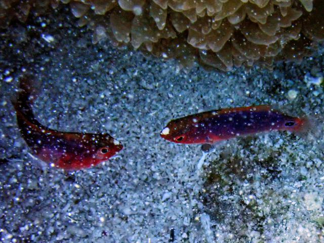 Click to View Exquisite Wrasse - juvenile<br><span style='font-size:12px'><i>Dave & Rose</i></span>