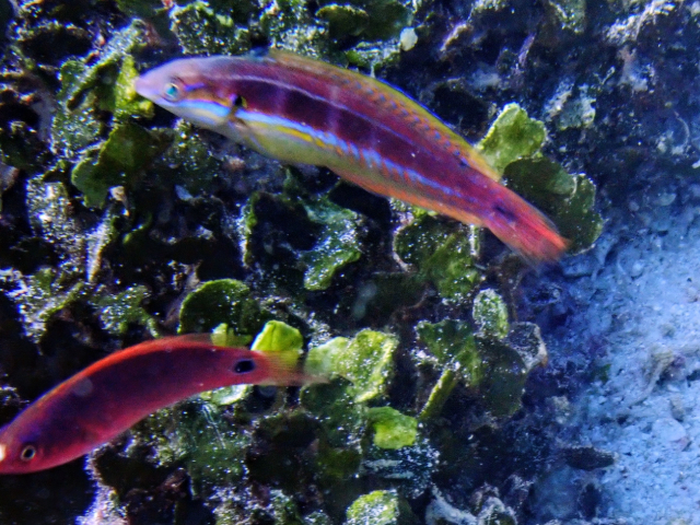 Click to View Exquisite Wrasse - juv + transitioning<br><span style='font-size:12px'><i>Dave & Rose</i></span>