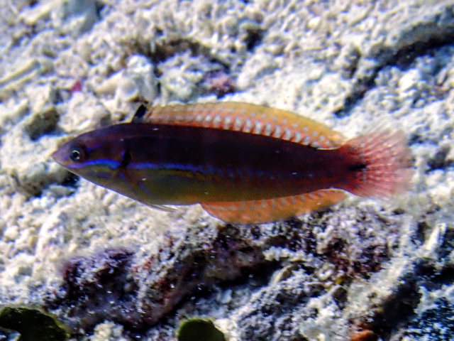 Click to View Exquisite Wrasse - transitioning<br><span style='font-size:12px'><i>Dave & Rose</i></span>