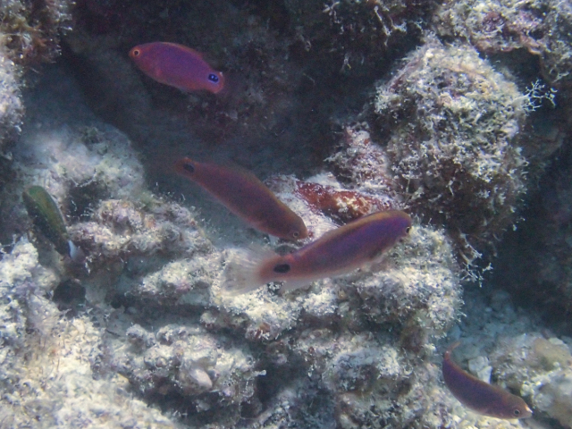 Exquisite Wrasse - juveniles<br><span style='font-size:12px'><i>Dave & Rose</i></span>