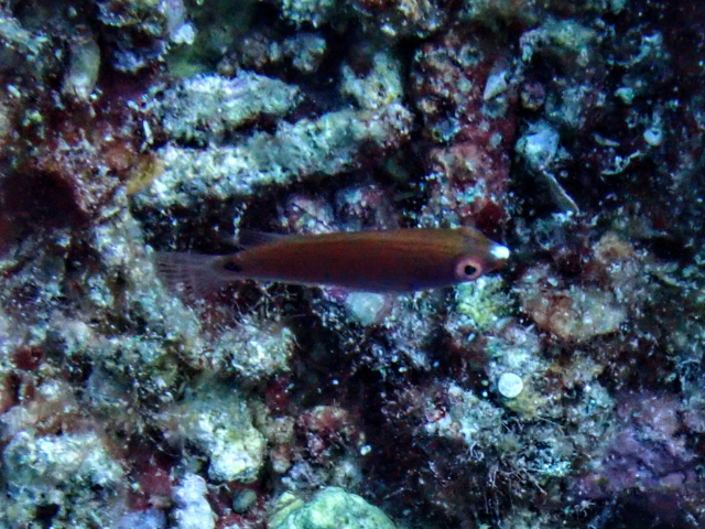Exquisite Wrasse - juvenile<br><span style='font-size:12px'><i>Dave & Rose</i></span>