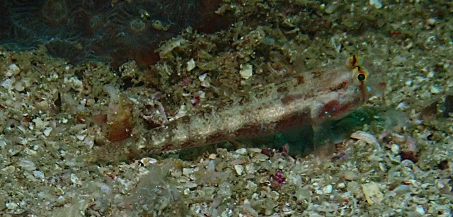 Click to View Eyebar Goby<br><span style='font-size:12px'><i>Dave & Rose</i></span>