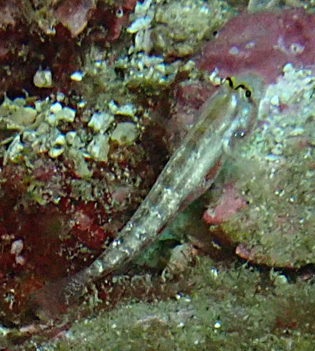 Click to View Eyebar Goby<br><span style='font-size:12px'><i>Dave & Rose</i></span>