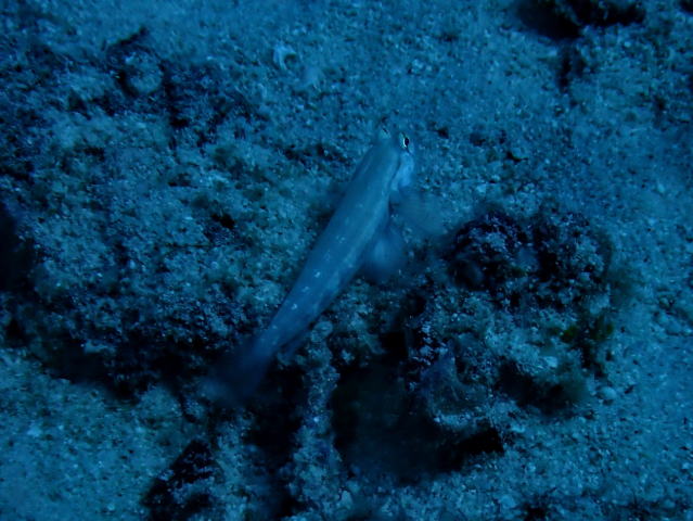 Click to View Eyebar Goby<br><span style='font-size:12px'><i>Dave & Rose</i></span>