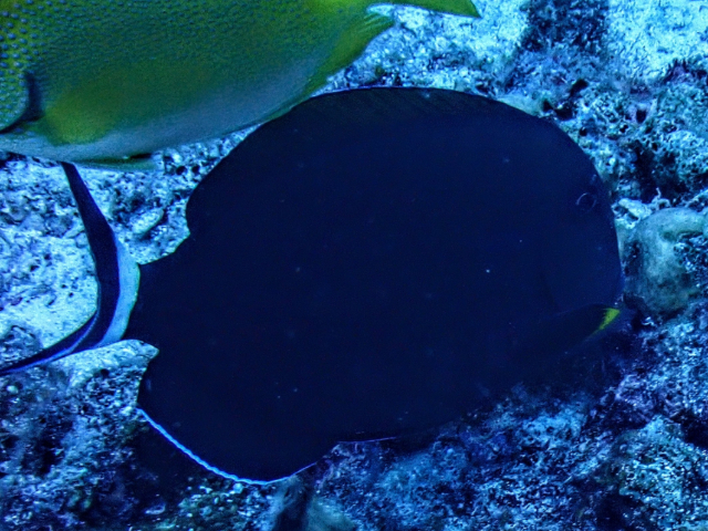 Click to View Eyeline Surgeonfish<br><span style='font-size:12px'><i>Dave & Rose</i></span>