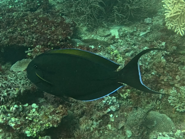 Click to View Eyeline Surgeonfish<br><span style='font-size:12px'><i>Dave & Rose</i></span>