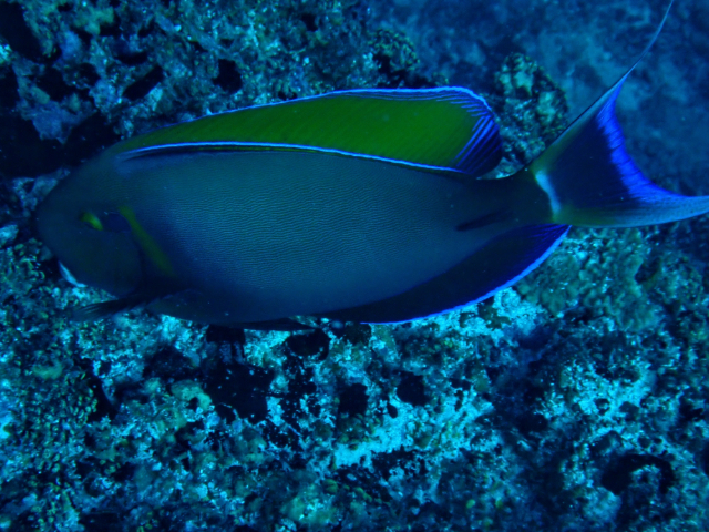 Click to View Eyeline Surgeonfish<br><span style='font-size:12px'><i>Dave & Rose</i></span>