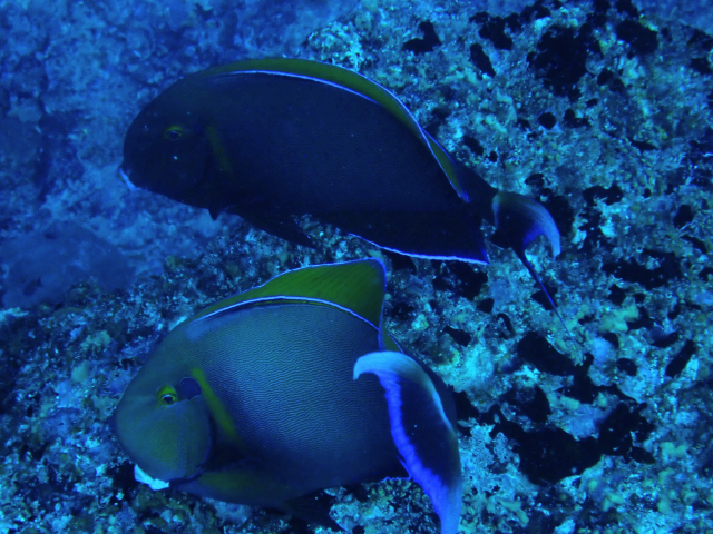 Click to View Eyeline Surgeonfish<br><span style='font-size:12px'><i>Dave & Rose</i></span>