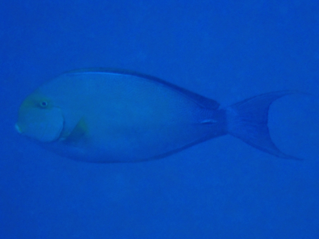 Click to View Eyeline Surgeonfish<br><span style='font-size:12px'><i>Dave & Rose</i></span>