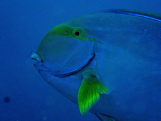 Click to View Eyeline Surgeonfish<br><span style='font-size:12px'><i>Dave & Rose</i></span>