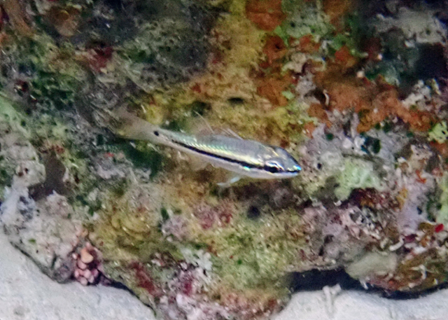 Click to View Eyeshadow Cardinalfish<br><span style='font-size:12px'><i>Dave & Rose</i></span>