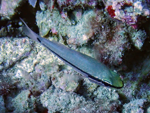 Click to View Eyeshadow Cardinalfish<br><span style='font-size:12px'><i>Dave & Rose</i></span>