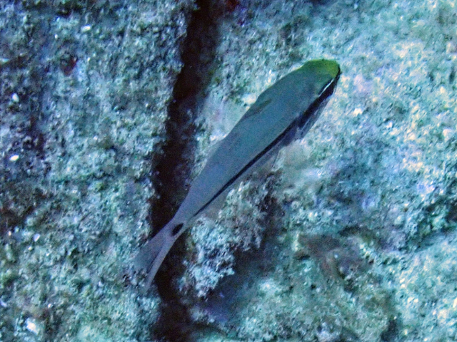 Click to View Eyeshadow Cardinalfish<br><span style='font-size:12px'><i>Dave & Rose</i></span>