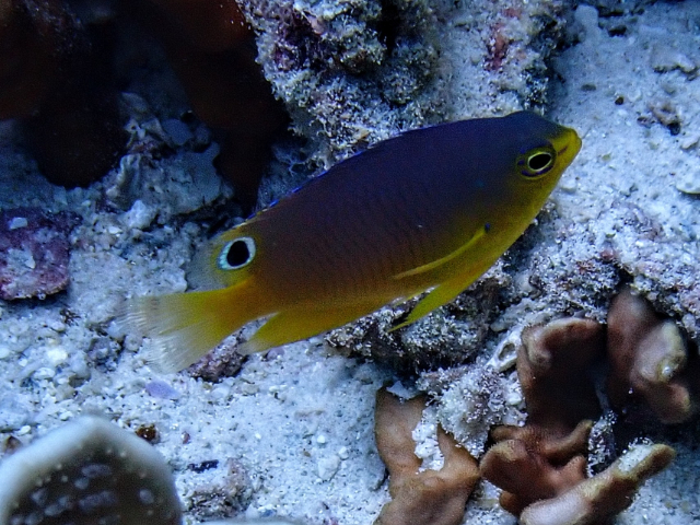 Click to View Eyespot Damselfish<br><span style='font-size:12px'><i>Dave & Rose</i></span>