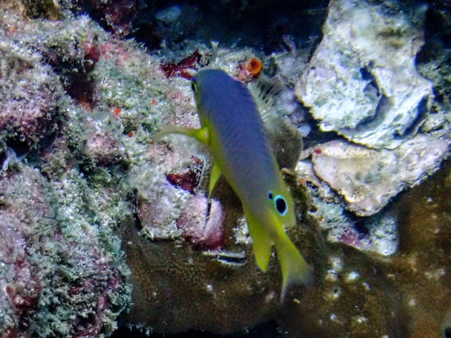 Click to View Eyespot Damselfish<br><span style='font-size:12px'><i>Dave & Rose</i></span>