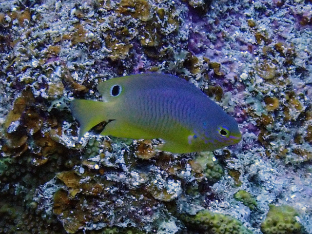 Click to View Eyespot Damselfish<br><span style='font-size:12px'><i>Dave & Rose</i></span>