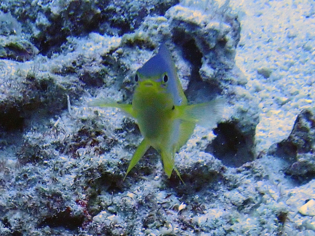 Click to View Eyespot Damselfish<br><span style='font-size:12px'><i>Dave & Rose</i></span>