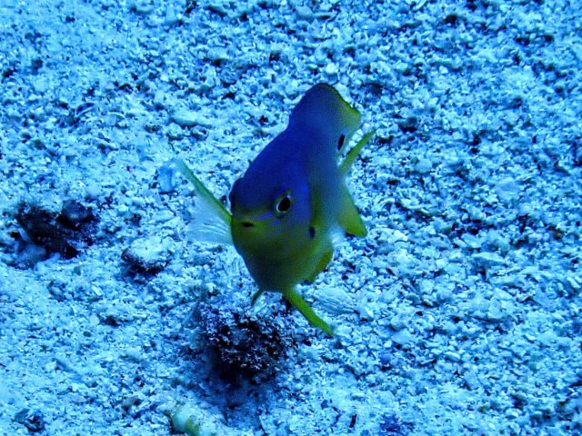 Click to View Eyespot Damselfish<br><span style='font-size:12px'><i>Dave & Rose</i></span>